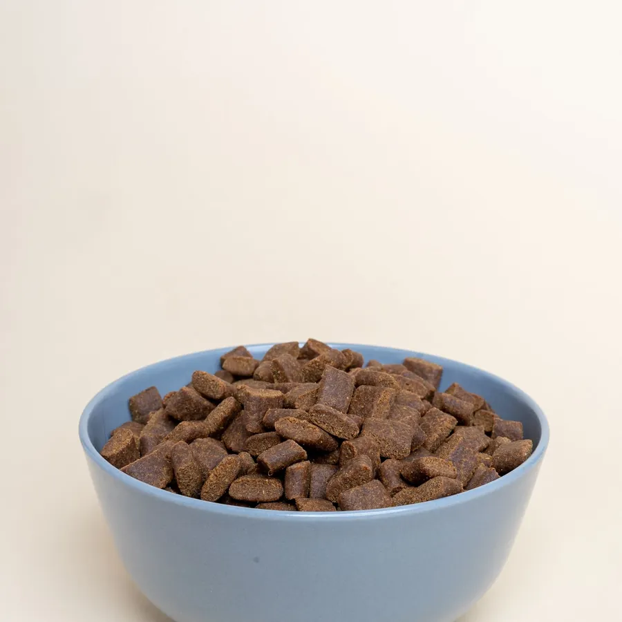 Alimento para cachorro en plato azul