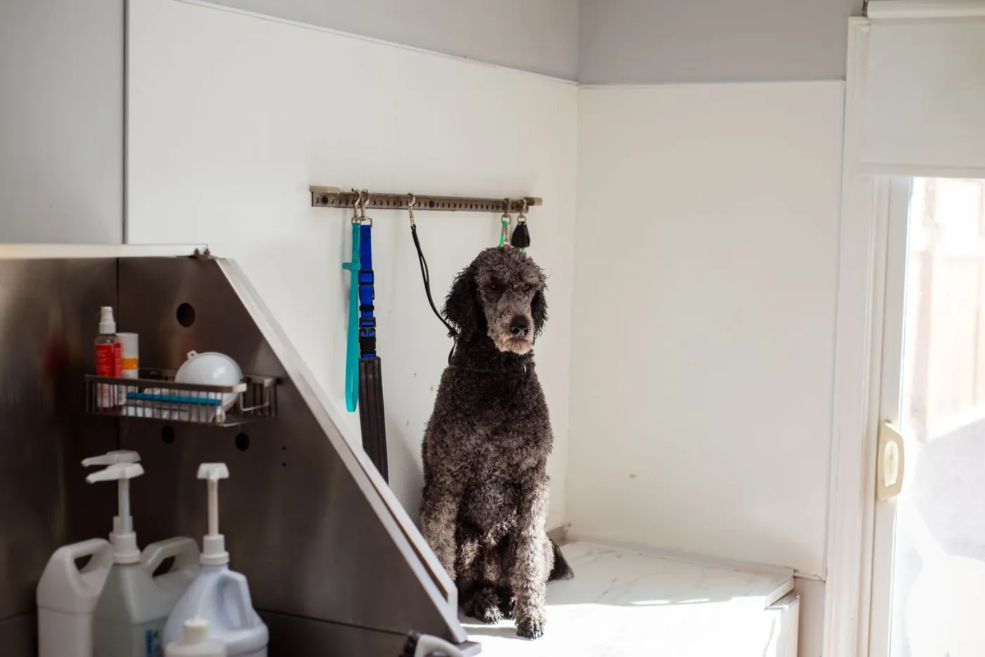 Caniche esperando en la peluquería