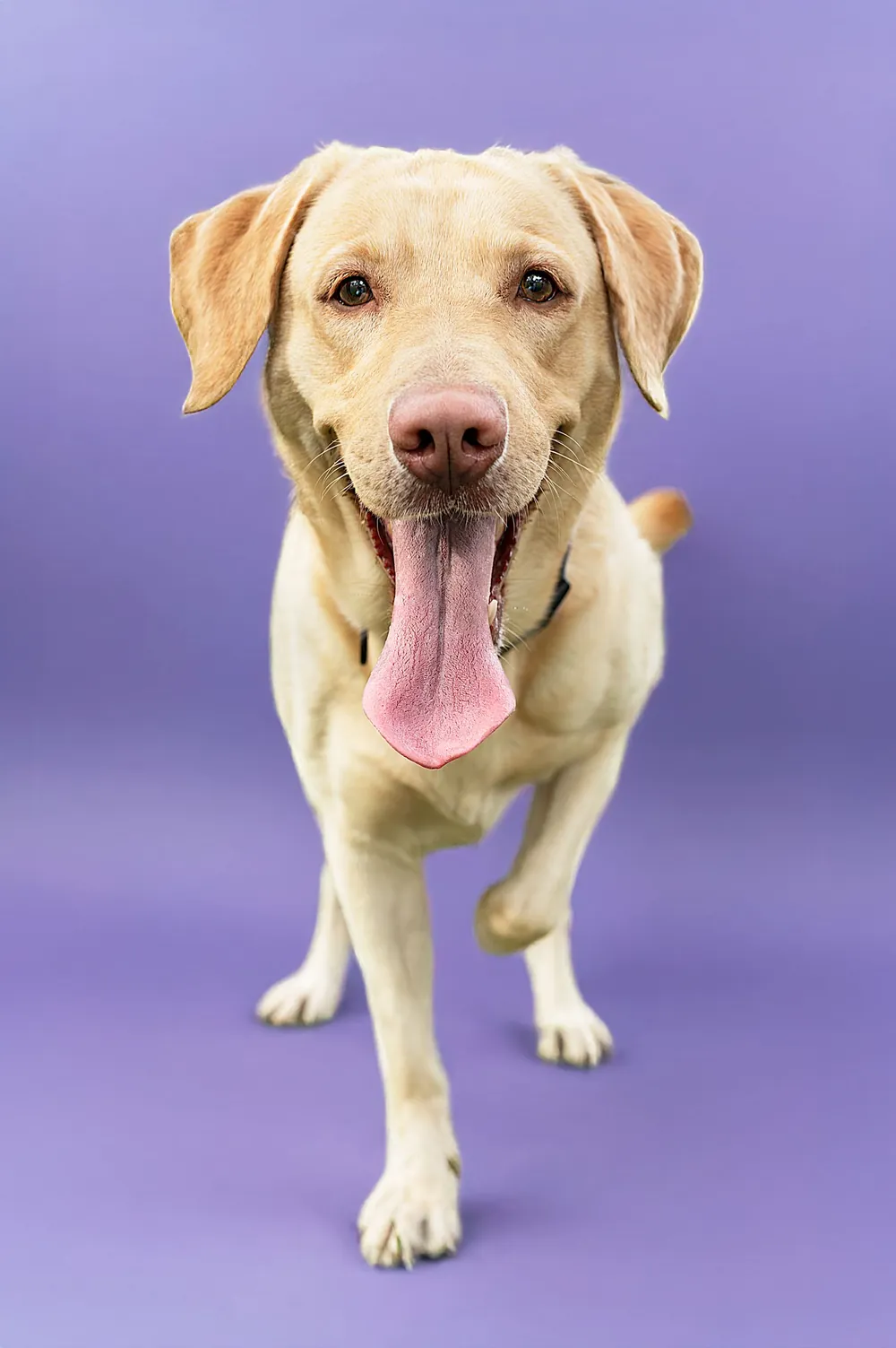Labrador sonriente