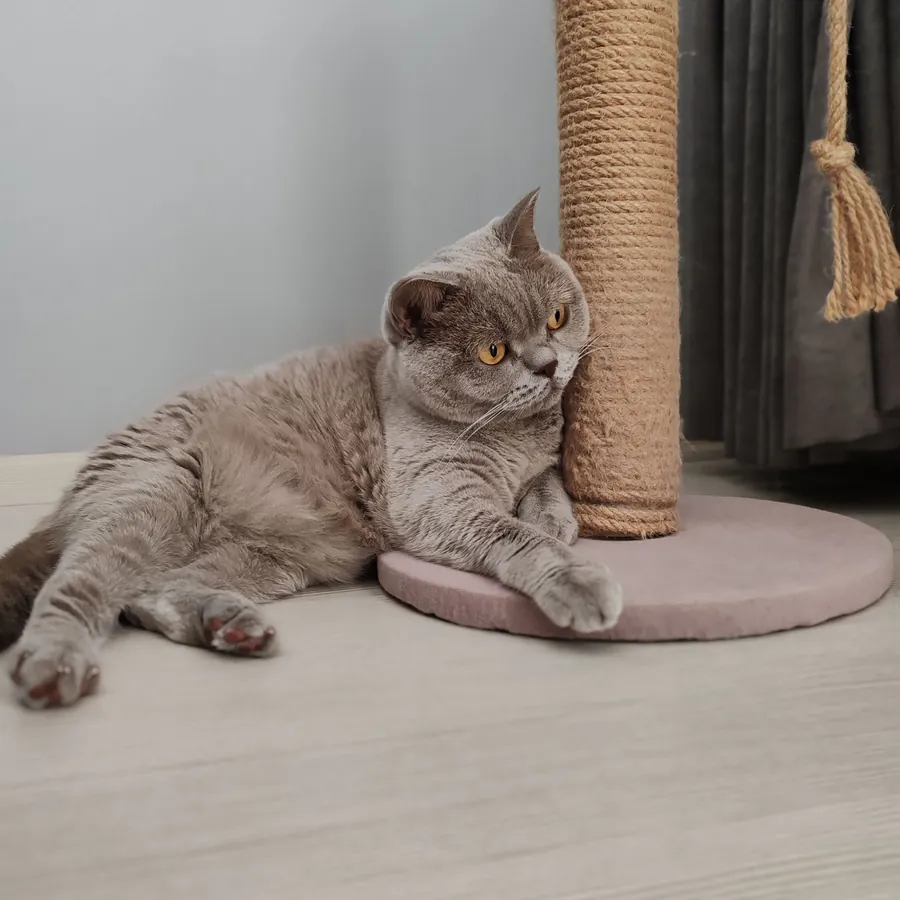 Gato junto a un rascador de sisal